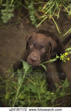 Labrador puppy sitting in grass View Large Photo Image Stock Image - Labrador puppy sitting in grass. Fotosearch