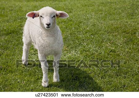 Lamb walking in grass View Large Photo Image Stock Image - Lamb walking in grass. Fotosearch