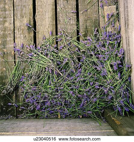 Lavender flowers on wooden floor View Large Photo Image Stock Photograph - Lavender flowers on wooden floor. Fotosearch