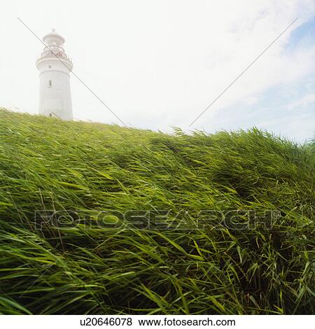 Stock Photo - Long grass blowing in wind. Fotosearch