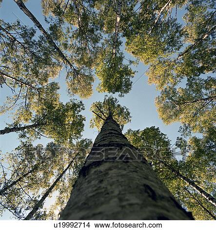 Picture - Low angle view of tall tree. Fotosearch