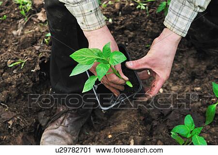 Man de-potting plant in soil View Large Photo Image Stock Image - Man de-potting plant in soil. Fotosearch
