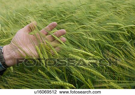 Man feeling wheat stalks View Large Photo Image Stock Image - Man feeling wheat stalks. Fotosearch