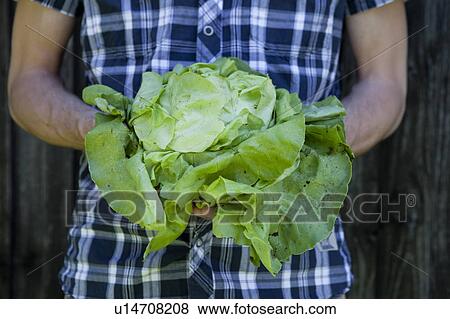 Man holding head of lettuce View Large Photo Image Stock Photo - Man holding head of lettuce. Fotosearch
