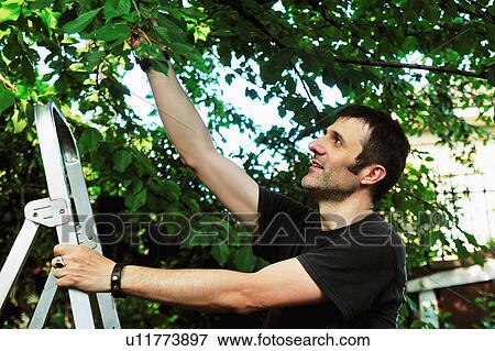 Man on ladder picking tree View Large Photo Image Stock Photo - Man on ladder picking tree. Fotosearch