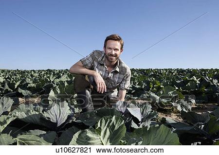 Stock Image - Man picking lettuce in field. Fotosearch