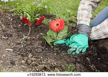 Man planting flowers View Large Photo Image Stock Image - Man planting flowers. Fotosearch