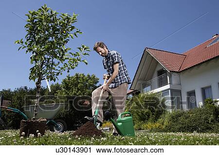 Man planting tree in backyard View Large Photo Image Stock Image - Man planting tree in backyard. Fotosearch