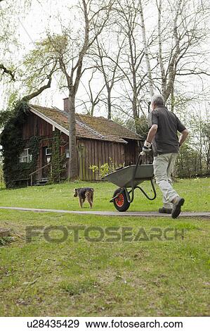 Man pushing wheelbarrow in backyard View Large Photo Image Stock Photo - Man pushing wheelbarrow in backyard. Fotosearch