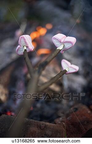 Marshmallows roasting over campfire View Large Photo Image Stock Photography - Marshmallows roasting over campfire. Fotosearch