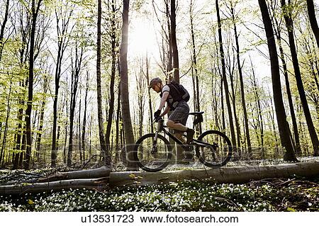 Mountain biker on fallen tree View Large Photo Image Stock Image - Mountain biker on fallen tree. Fotosearch