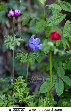 Stock Image - Multi-colored flowers in garden. Fotosearch