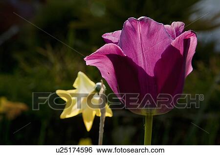 Stock Photograph - Multi-colored flowers in garden. Fotosearch