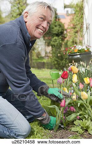 Older man cutting flowers in backyard View Large Photo Image Stock Photo - Older man cutting flowers in backyard. Fotosearch