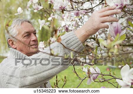 Older man examining magnolias on tree View Large Photo Image Stock Image - Older man examining magnolias on tree. Fotosearch