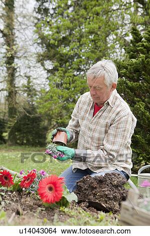 Picture - Older man planting flowers in backyard. Fotosearch