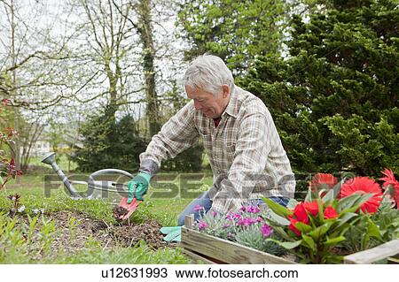 Older man planting flowers in backyard View Large Photo Image Stock Image - Older man planting flowers in backyard. Fotosearch