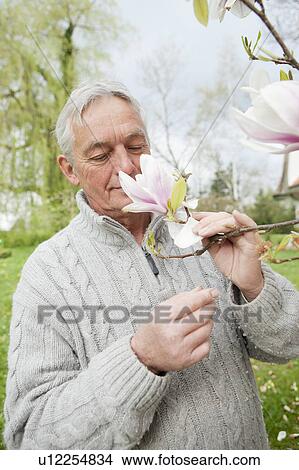 Older man smelling magnolia on tree View Large Photo Image Picture - Older man smelling magnolia on tree. Fotosearch