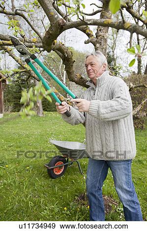 Stock Photo - Older man trimming tree in backyard. Fotosearch