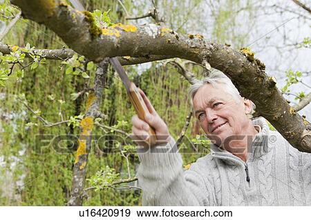 Stock Photo - Older man trimming tree in backyard. Fotosearch