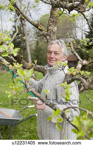 Stock Photography - Older man trimming tree in backyard. Fotosearch