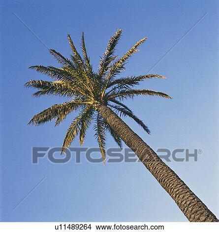 Palm tree against blue sky View Large Photo Image Picture - Palm tree against blue sky. Fotosearch