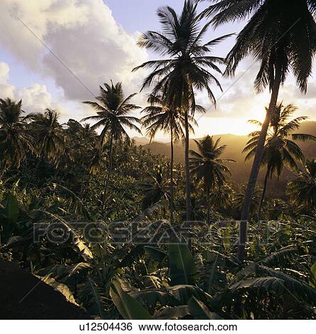 Stock Photograph - Palm trees in rural landscape. Fotosearch