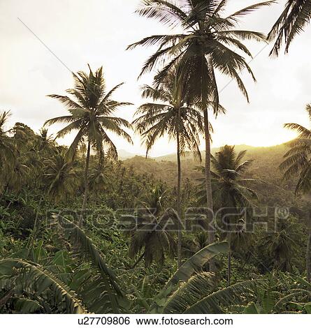 Palm trees in rural landscape View Large Photo Image Stock Photograph - Palm trees in rural landscape. Fotosearch
