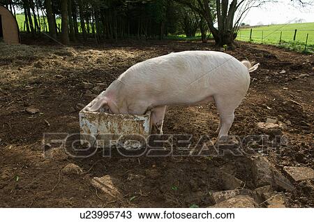 Stock Image - Pig eating from bucket outdoors. Fotosearch