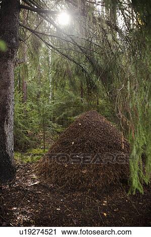 Pile of dead leaves in forest View Large Photo Image Stock Image - Pile of dead leaves in forest. Fotosearch
