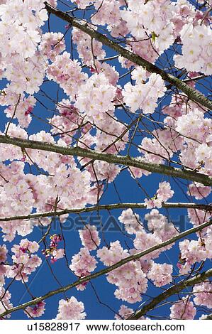 Stock Photo - Pink cherry blossom tree. Fotosearch