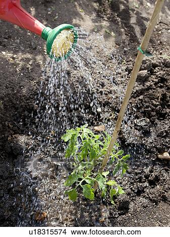 Plant being watered outdoors View Large Photo Image Picture - Plant being watered outdoors. Fotosearch