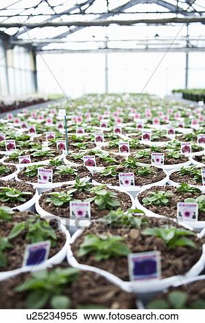 Stock Photography - Potted petunias growing in greenhouse. Fotosearch