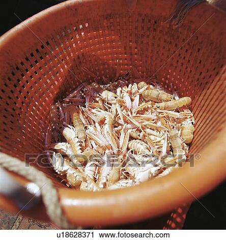 Stock Image - Prawns in sieve. Fotosearch