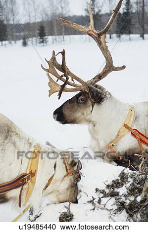 Reindeer standing in snow View Large Photo Image Stock Image - Reindeer standing in snow. Fotosearch
