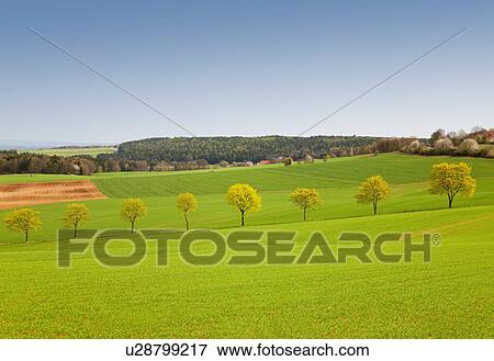 Stock Photo - Row of trees in green field. Fotosearch