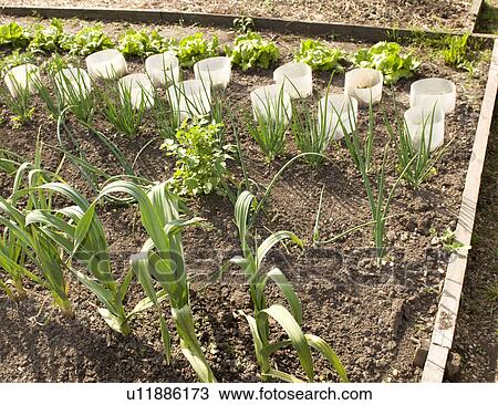Stock Image - Rows of plants in garden. Fotosearch