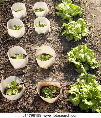 Stock Photo - Rows of plants in garden. Fotosearch