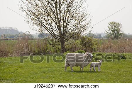 Stock Photo - Sheep with lamb in field. Fotosearch