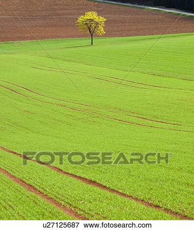 Stock Photo - Single tree in green field. Fotosearch
