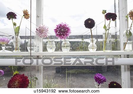Small vases of purple flowers in window View Large Photo Image Stock Image - Small vases of purple flowers in window. Fotosearch