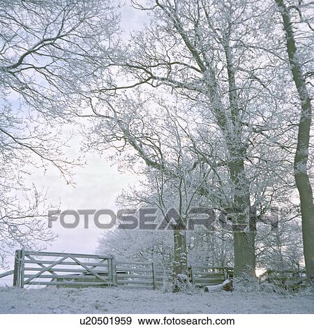 Snow-covered field and trees View Large Photo Image Stock Photo - Snow-covered field and trees. Fotosearch