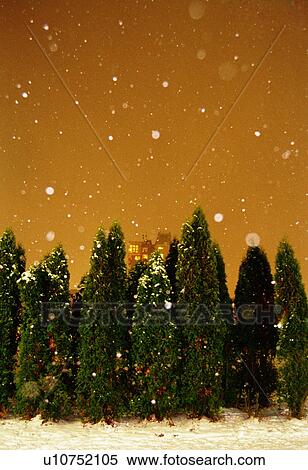 Snow falling by trees View Large Photo Image Stock Photography - Snow falling by trees. Fotosearch