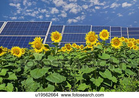 Picture - Solar panels in field of sunflowers. Fotosearch