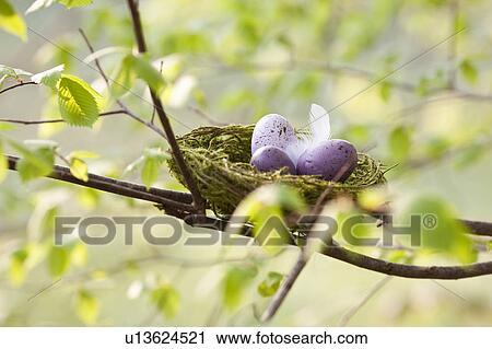 Speckled eggs in bird’s nest View Large Photo Image Stock Image - Speckled eggs in bird’s nest. Fotosearch