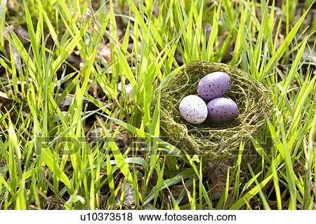 Speckled eggs in bird’s nest View Large Photo Image Stock Photo - Speckled eggs in bird’s nest. Fotosearch