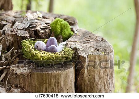 Speckled eggs in bird’s nest View Large Photo Image Stock Photo - Speckled eggs in bird’s nest. Fotosearch