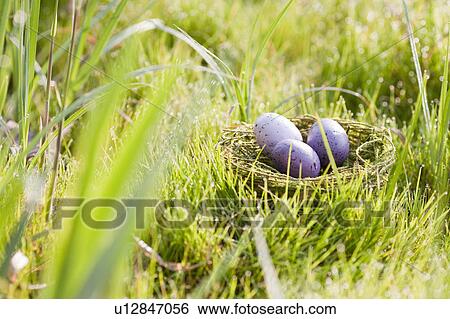 Stock Photograph - Speckled eggs in bird’s nest. Fotosearch