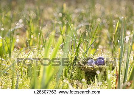 Speckled eggs nestled in bird’s nest View Large Photo Image Stock Image - Speckled eggs nestled in bird’s nest. Fotosearch