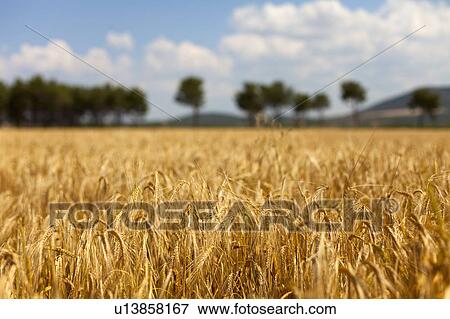 Stalks of wheat in field View Large Photo Image Stock Photo - Stalks of wheat in field. Fotosearch